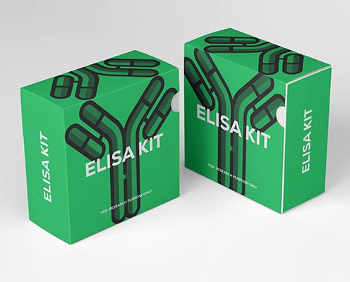 Guinea pig interleukin 13 (IL-13) ELISA kit