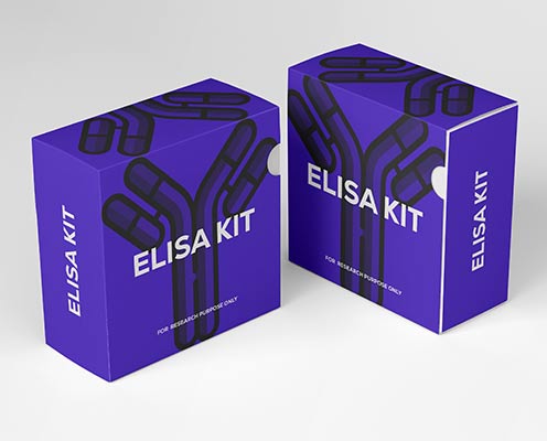 Guinea pig interleukin-3 (IL-3) ELISA kit