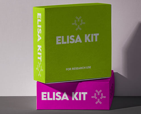 Human angiogenesis (ANG) ELISA kit