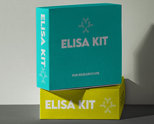 Human angiotensin converting enzyme (ACE) ELISA kit